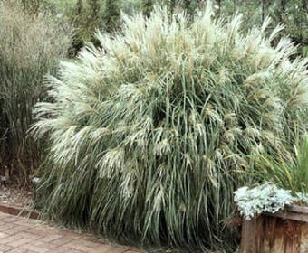 Chinesisches Schilf, Ziergras (Miscanthus sinensis 'Yaku Jima')