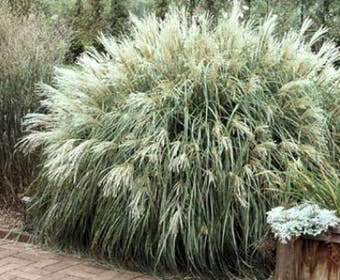 Chinesisches Schilf, Ziergras (Miscanthus sinensis 'Yaku Jima')