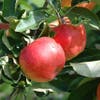 Leier-Apfel (Malus domestica 'Gala')