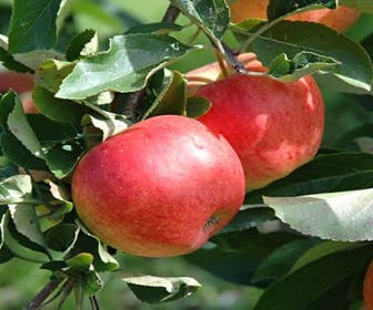 Leier-Apfel (Malus domestica 'Gala')