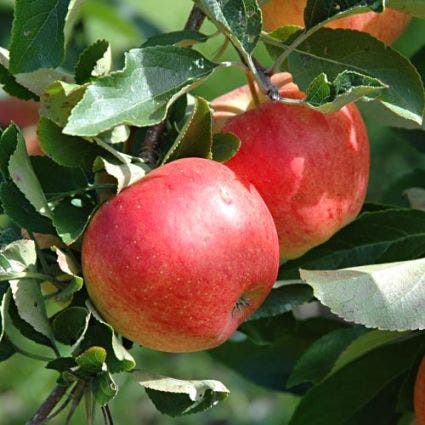 Leier-Apfel (Malus domestica 'Gala')