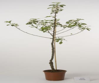 Apfelbaum (Malus domestica 'Topaz')