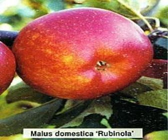 Apfelbaum (Malus domestica 'Rubinola')