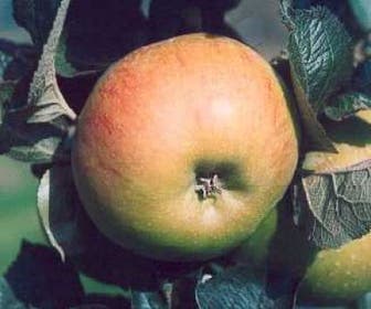 Apfelbaum (Malus domestica 'Bramley Seedling')