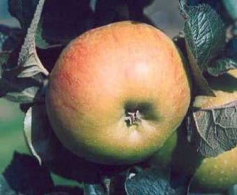 Apfelbaum (Malus domestica 'Bramley Seedling')