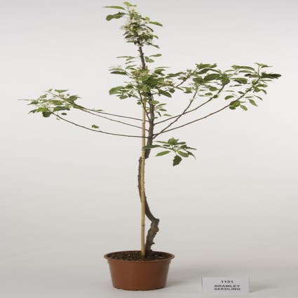 Apfelbaum (Malus domestica 'Bramley Seedling')