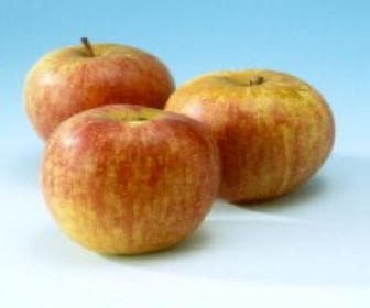 Apfelbaum (Malus domestica 'Rode Dijkmanszoet')