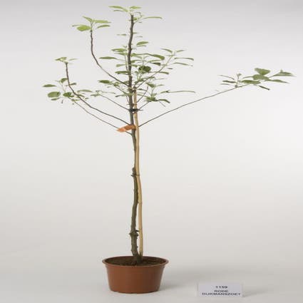Apfelbaum (Malus domestica 'Rode Dijkmanszoet')