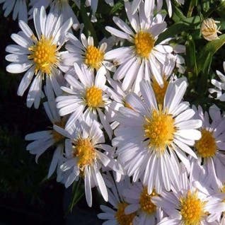 Aster (Aster 'Apollo')