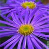 Aster (Aster frikartii 'Mönch')