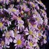 Aster (Aster novi-belgii 'Patricia Ballard')