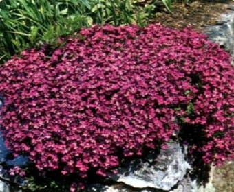 Blaukissen (Aubrieta 'Red Carpet')