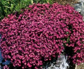 Blaukissen (Aubrieta 'Red Carpet')