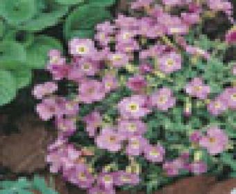 Blaukissen (Aubrieta Agnete)