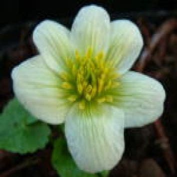 Dotterblume (Caltha palustris 'Alba')