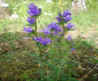 Glockenblume (Campanula glomerata)