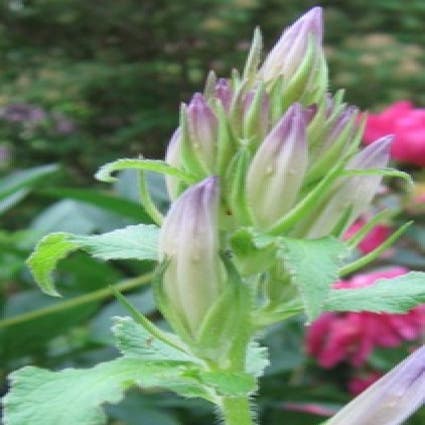 Glockenblume (Campanula latifolia macrantha)