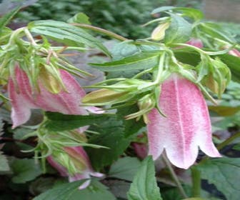 Glockenblume (Campanula 'Elizabeth')