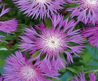 Kornblume (Centaurea dealbata)