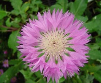 Centaurie (Centaurea hypoleuca 'John Coutts')