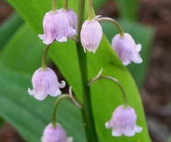 Maiglöckchen (Convallaria majalis 'Rosea')