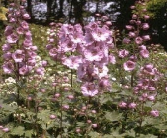 Rittersporn (Delphinium 'Astolat')