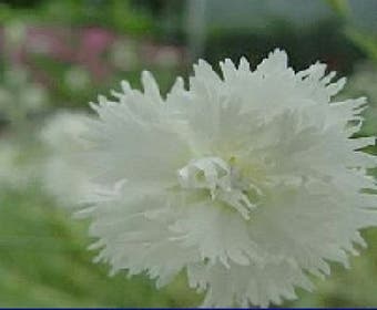 Grasnelke (Dianthus 'Albus Plenus')