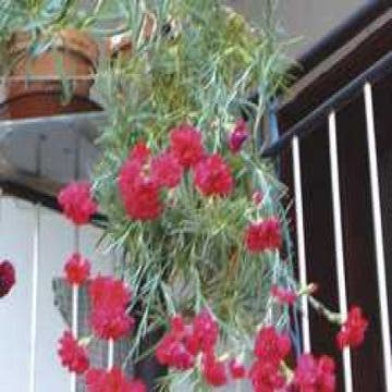 Grasnelke (Dianthus 'David')