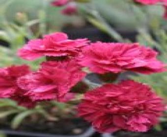 Grasnelke (Dianthus 'Heidi')