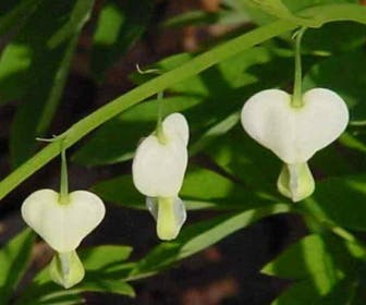Herzblumen (Dicentra spectabilis 'Alba')