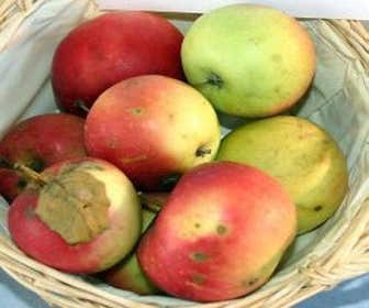 Leier-Apfel (Malus domestica 'Jonathan')