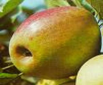 Leipflaume (Malus domestica 'Rode Boskoop')