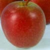Leier-Apfel (Malus domestica 'Summerred')