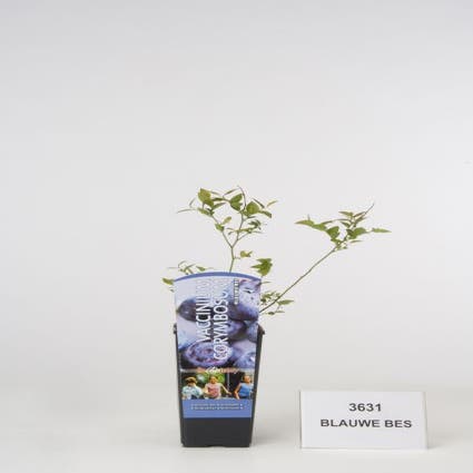 Heidelbeere (Vaccinium corymbosum)