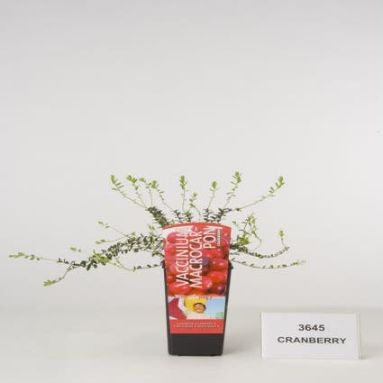 Veenbes (Vaccinium macrocarpon Cranberry) struik