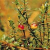Moorbeere (Vaccinium macrocarpon Cranberry)