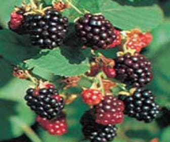 Brombeere (Rubus fruticosus 'Black Satin')