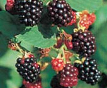 Brombeere (Rubus fruticosus 'Black Satin')
