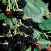 Brombeere (dornlos) (Rubus fruticosus 'Thornfree')