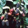 Brombeere (Rubus fruticosa 'Chester Thornless')