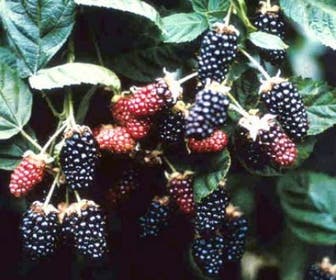 Brombeere (Rubus fruticosa 'Chester Thornless')