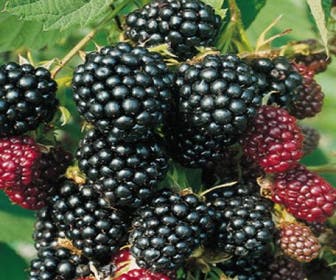 Brombeere (Rubus fruticosa 'Thornless Evergreen')