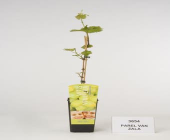 Weiße Traube (Vitis 'Parel van Zala')