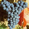 Blaue Traube (Vitis 'Regent')