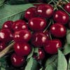 Kirschbaum (Prunus avium 'Bigarreau Burlat')
