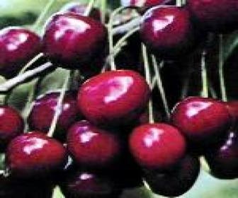 Kirschbaum (Prunus avium 'Dubbele Meikers')