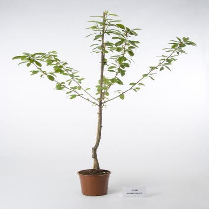 Kersenboom (Prunus avium 'Mechant')