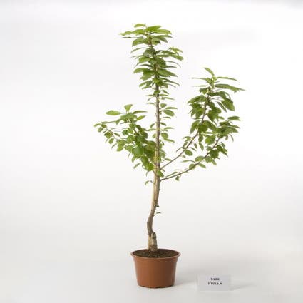 Kirschbaum (Prunus avium 'Hedelfinger Riesenkirsche')