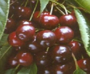 Kirschbaum (Prunus avium 'Varikse Zwarte')