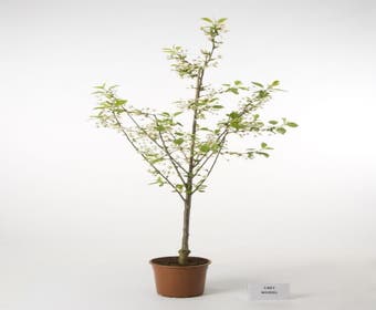 Saure Kirsche (Prunus cerasus 'Morel')